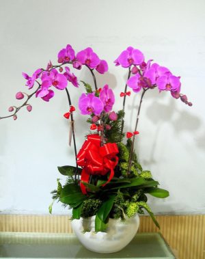 Chậu lan hồ điệp - 24